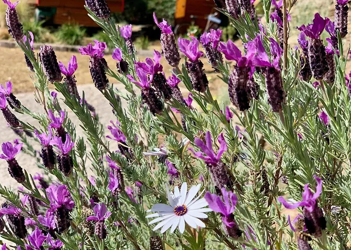 Thalassa Art' Oda ve Kahvaltı Le Lavandou