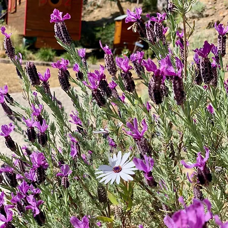 Thalassa Art' Bed & Breakfast Le Lavandou